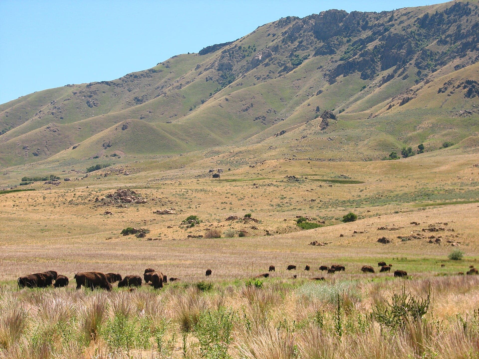 The open grasslands of Antelope Island where the Garr Boys demonstrated their horsemanship